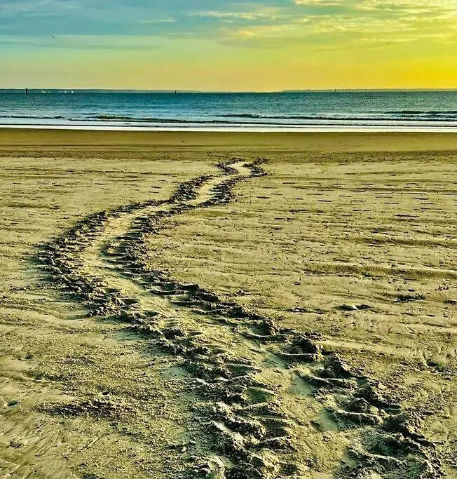 Tybee Sunshine ~ 50 Steps 'till Toes In The Tybee Island