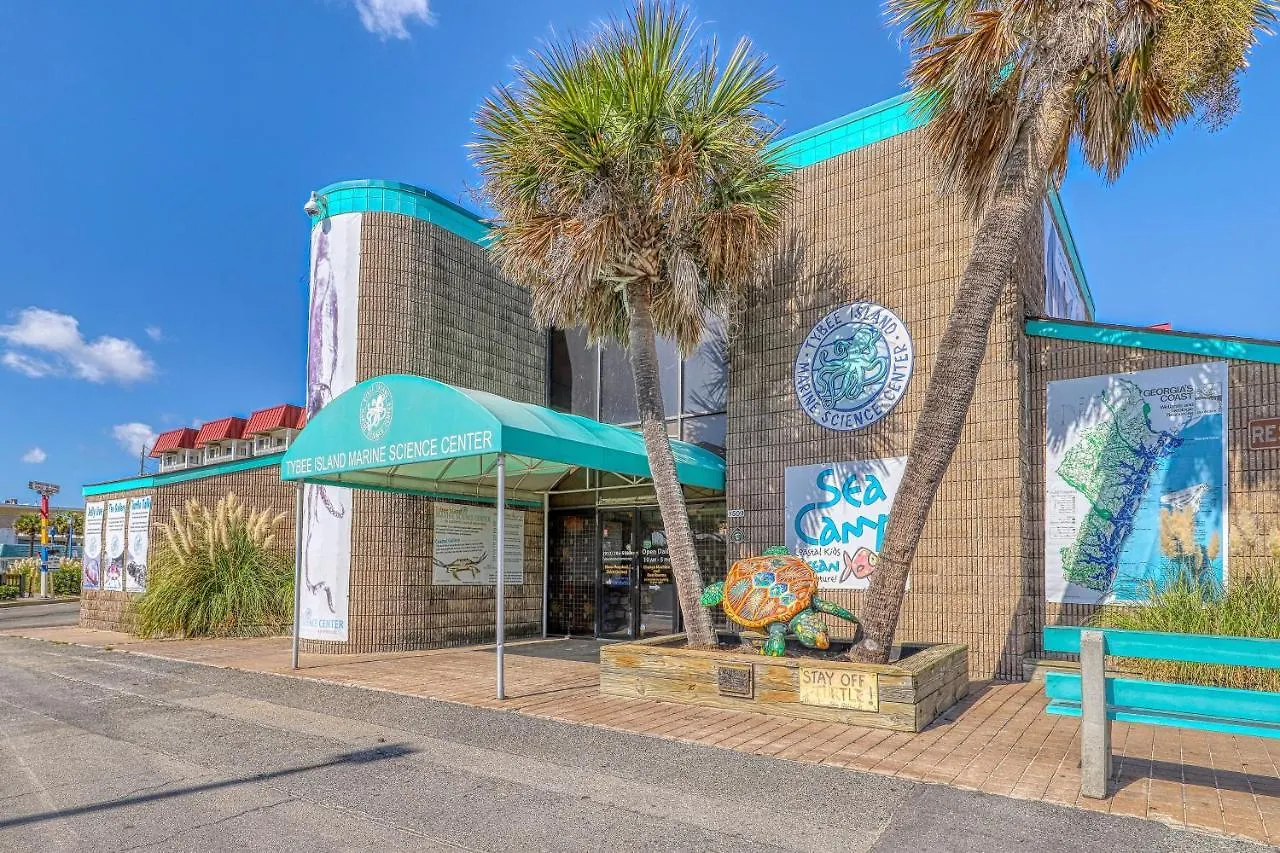 Tybee Turtle *